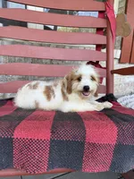 Bailey, a female Miniature Bernedoodle for sale in Bowling Green, KY – 1 of 8