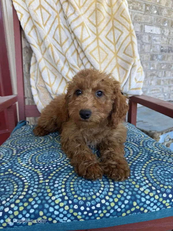Callie – Miniature Labradoodle puppy for sale in Bowling Green, KY