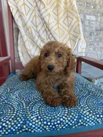 Callie, a female Miniature Labradoodle for sale in Bowling Green, KY – 3 of 5