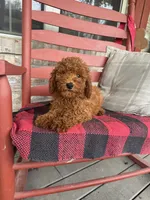 Gus, a male Miniature Labradoodle for sale in Bowling Green, KY – 5 of 6