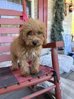 Cora, a female Miniature Labradoodle for sale in Bowling Green, KY – 1 of 6