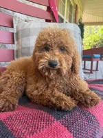 Jasper, a male Miniature Labradoodle for sale in Bowling Green, KY – 3 of 4