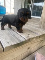 Mika, a female Cavapoo for sale in Bowling Green, KY – 4 of 7