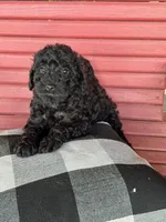 Ethan, a male Cavapoo for sale in Bowling Green, KY – 5 of 5