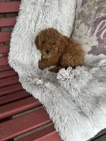 Jewels, a female Miniature Labradoodle for sale in Bowling Green, KY – Photo 3 of 4