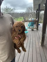 Jewels, a female Miniature Labradoodle for sale in Bowling Green, KY – Photo 4 of 4