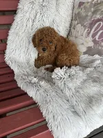 Jewels, a female Miniature Labradoodle for sale in Bowling Green, KY – Photo 2 of 4