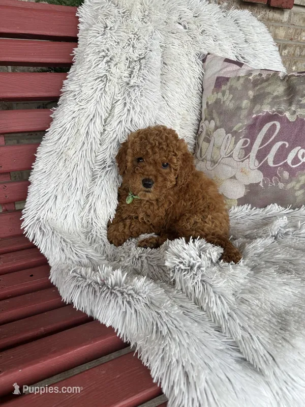 Jewels – Miniature Labradoodle puppy for sale in Bowling Green, KY