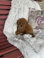 Jewels, a female Miniature Labradoodle for sale in Bowling Green, KY – Photo 1 of 4