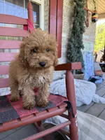 Cora, a female Miniature Labradoodle for sale in Bowling Green, KY – 6 of 6