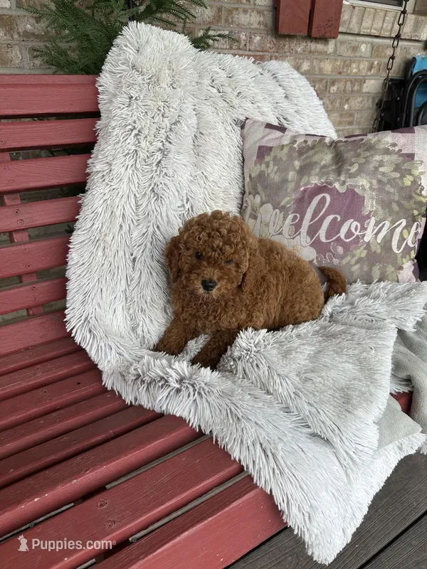 Jack – Miniature Labradoodle puppy for sale in Bowling Green, KY