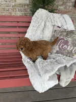 Jack, a male Miniature Labradoodle for sale in Bowling Green, KY – Photo 2 of 4