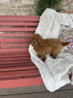 Jack, a male Miniature Labradoodle for sale in Bowling Green, KY – Photo 4 of 4