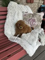 Jack, a male Miniature Labradoodle for sale in Bowling Green, KY – Photo 3 of 4