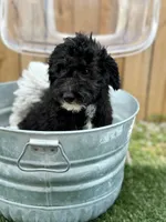 Nico (special price), a male Miniature Bernedoodle for sale in Bowling Green, KY – 3 of 7