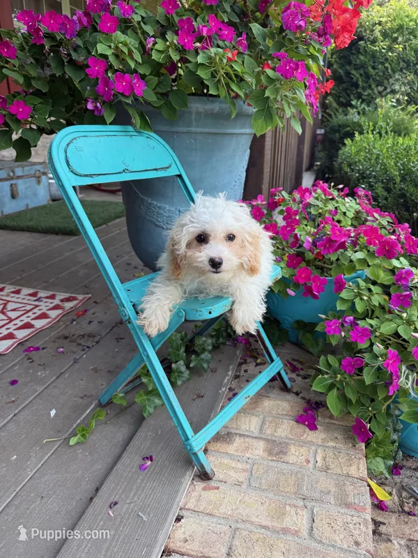 Lex – Cavapoo puppy for sale in Bowling Green, KY