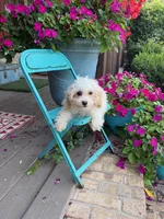 Lex, a male Cavapoo for sale in Bowling Green, KY – 3 of 4