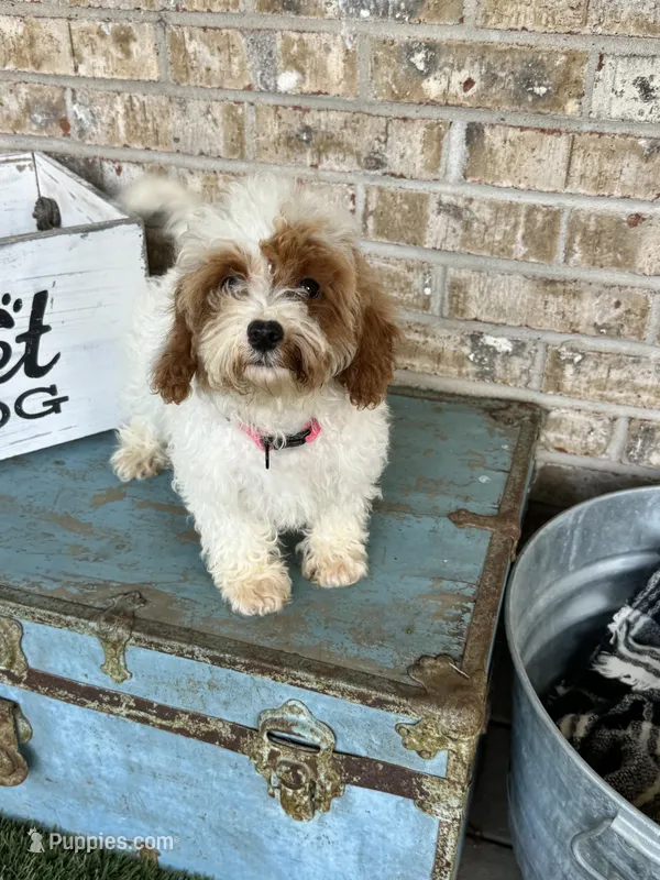 Reese – Cavapoo puppy for sale in Bowling Green, KY