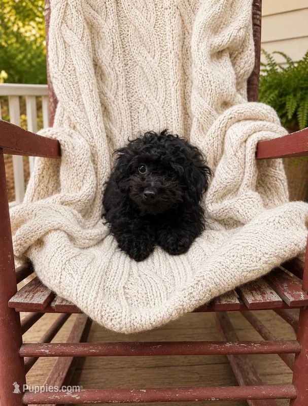 Lola – Cavapoo puppy for sale in Bowling Green, KY