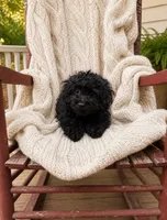 Lola, a female Cavapoo for sale in Bowling Green, KY – 2 of 5
