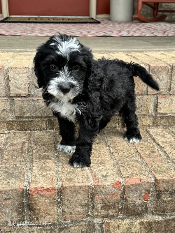 Nova – Sheepadoodle, Miniature Bernedoodle puppy for sale in Bowling Green, KY