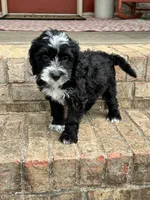Nova, a female Sheepadoodle and Miniature Bernedoodle for sale in Bowling Green, KY – 1 of 4