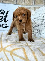 River, a female Cavapoo for sale in Bowling Green, KY – 6 of 8