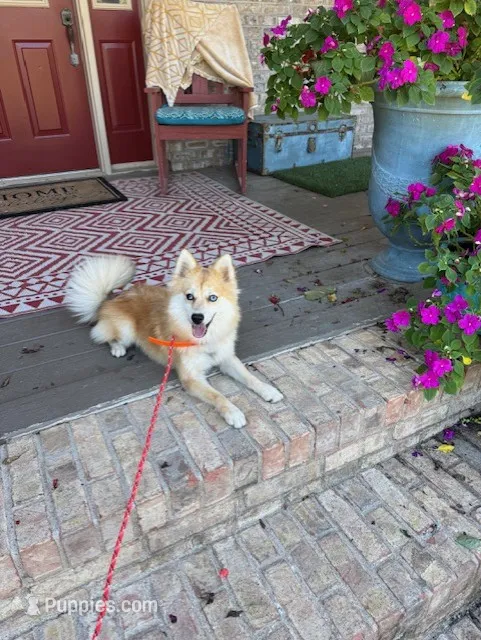 Reese – Pomsky puppy for sale in Bowling Green, KY