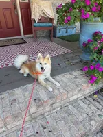Reese, a male Pomsky for sale in Bowling Green, KY – 1 of 6