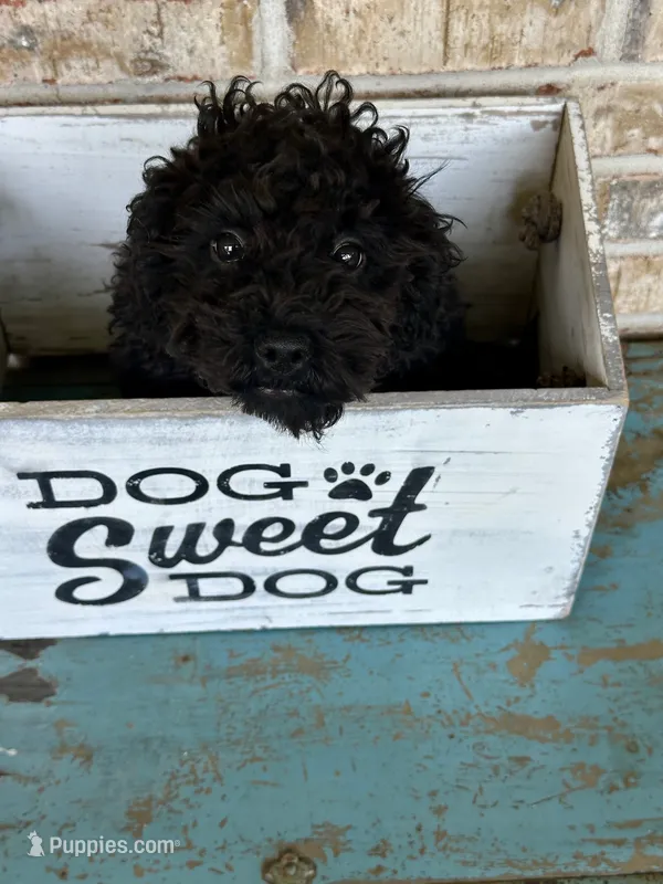 Elsa – Cavapoo puppy for sale in Bowling Green, KY