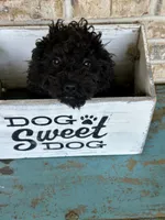 Elsa, a female Cavapoo for sale in Bowling Green, KY – 1 of 7