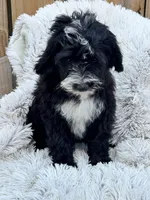 Nova, a female Sheepadoodle for sale in Bowling Green, KY – 5 of 5