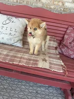 Reese, a male Pomsky for sale in Bowling Green, KY – 3 of 9