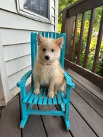 Hunter, a male Pomsky for sale in Bowling Green, KY – 3 of 7