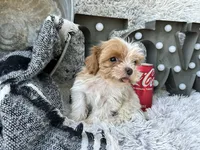 Acorn, a male Cavapoo for sale in Bowling Green, KY – 4 of 6