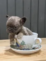 Blackberry, a male French Bulldog for sale in Bowling Green, KY – 3 of 8