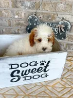 Brook, a female Miniature Bernedoodle for sale in Bowling Green, KY – 6 of 6