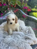 Bailey, a female Miniature Bernedoodle for sale in Bowling Green, KY – 9 of 10