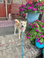 Hunter, a male Pomsky for sale in Bowling Green, KY – 7 of 7