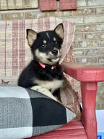 Harley, a female Pomsky for sale in Bowling Green, KY – 3 of 7