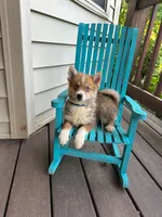 Hugo, a male Pomsky for sale in Bowling Green, KY – 6 of 6
