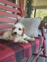 Bailey, a female Miniature Bernedoodle for sale in Bowling Green, KY – 8 of 8