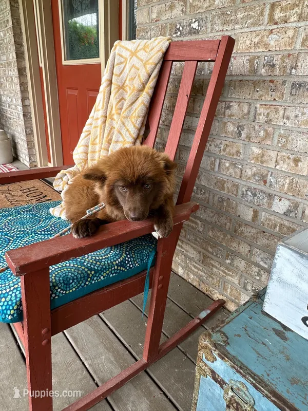 Cinnamon – Pomsky puppy for sale in Bowling Green, KY