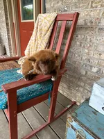 Cinamon, a female Pomsky for sale in Bowling Green, KY – 5 of 6