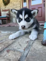 Aurora, a female Pomsky for sale in Bowling Green, KY – 7 of 8