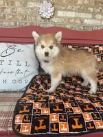 Rocky, a male Pomsky for sale in Bowling Green, KY – 3 of 6