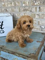 Apple, a female Cavapoo for sale in Bowling Green, KY – 1 of 6