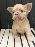 King George, a male French Bulldog for sale in Bowling Green, KY – 4 of 8