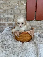 Lex, a male Cavapoo for sale in Bowling Green, KY – 5 of 6