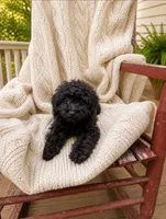 Lola, a female Cavapoo for sale in Bowling Green, KY – 1 of 5